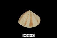 藏品(花蛤)的圖片